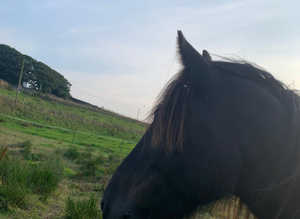 Stables Or Livery desperately needed Settle/Clitheroe/ surrounding area