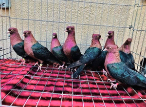 RARE COPPER GREEN WING ARCHANGEL PIGEONS