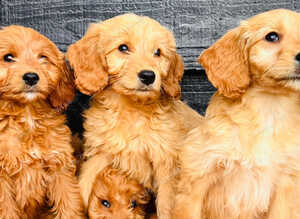 Miniature Golden Doodle Litter