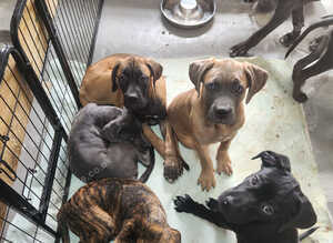 Puppies