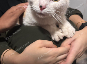 Found Cat!