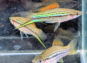 SWORDTAILs TROPICAL AND COLDWATER LIVEBEARERS Cultivated N Wild Forms from &pound;3