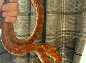 Beautiful corn snake