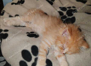 Domestic/main coon/ragdoll