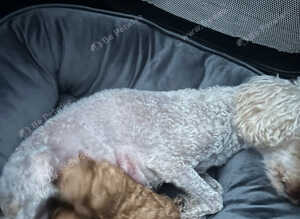 Stunning 100% tiny toy poodles