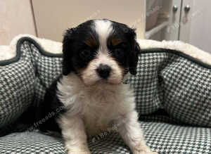 Tri colour King Charles cavalier