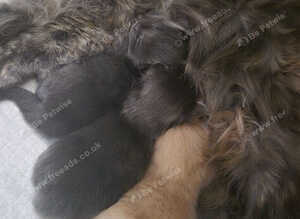 Maine Coon kittens Glasgow