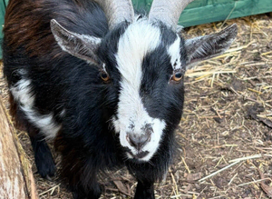Pygmy billy goat for sale