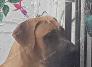 Great Dane for stud