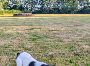 Foundation Trained, 6 Month Old Girl, Soft, Sweet Natured, Springer  Ready for Her Next Chapter