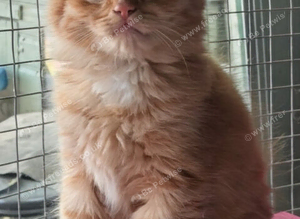 Kitten looking for forever home