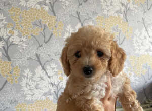 Beautiful Cavapoochon pups ready now