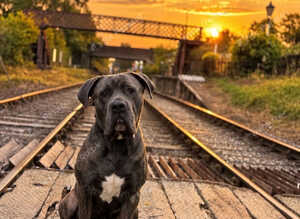 3 year old brindle Cane Corso