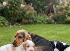 Show cocker spaniel