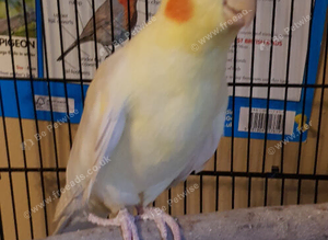 Cockatiel for sale
