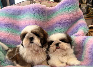 lovely male shih tzu puppies