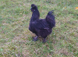 Chikens