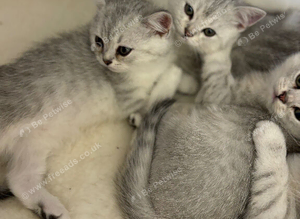 Stunning Shorthair Kittens