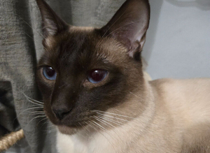 Traditional siamese chocolate point boy stud