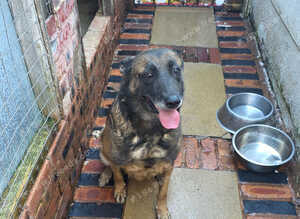Belgium shepherd bitch free