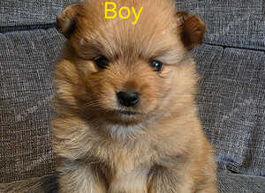 3 beautiful pomeranian puppies