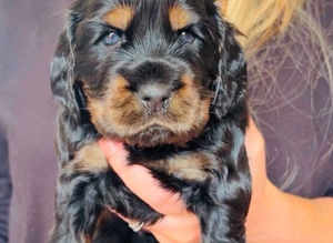 Show Type Cocker Spaniel Pups