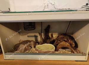 Stunning Royal Python for rehoming