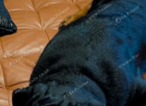 My Bear