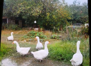 4 male 1 female geese for sale