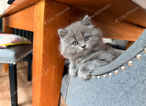 Five beautiful Scottish folds