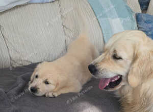 kc registered Golden retriever pappys cornwall