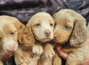 3 Gorgeous long haired males. Health Checked/Microchipped