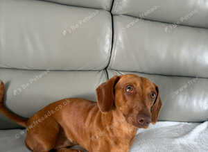 Dachshund for sale