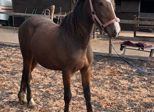 Cob cross filly