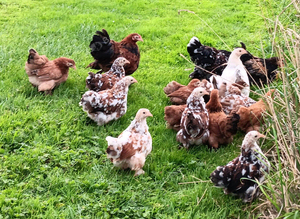 Beautiful Pekin Bantams