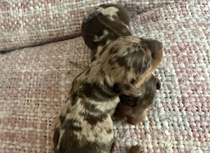 Chocolate merl Dauchshund