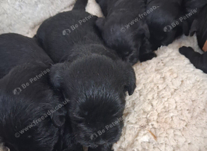 Black schnauzer  puppies  for sale
