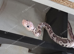 3 x royal python babies