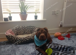 STUD ONLY Shar pei