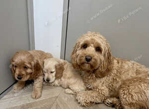 Beautiful cavapoo puppies
