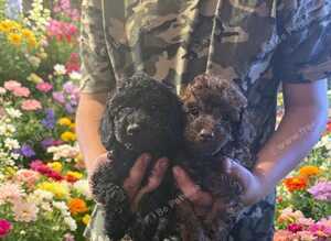 Toy poodles
