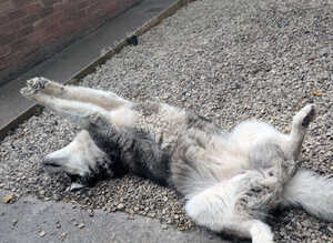 Huski - Luna 5 yr old