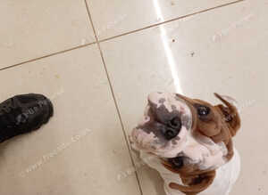 British bulldog puppy