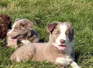 Beautiful Border Collie puppies for sale