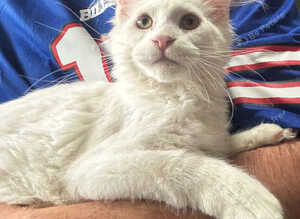 White Maine Coon Boy Kittens