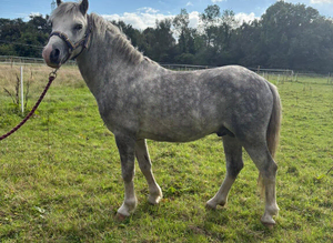 Registered Welsh A dapple grey stallion