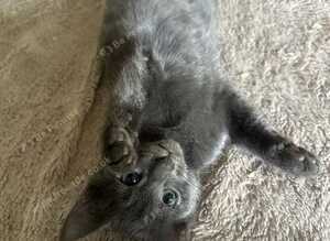 Stunning Grey & Grey-White Kittens Raised in a Loving Family Home