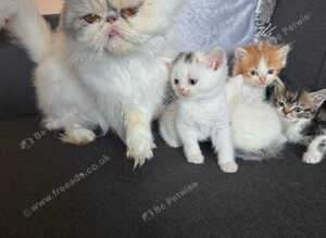 Persian cross ragdoll