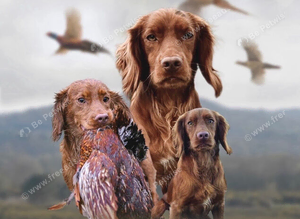 KC registered cocker spaniel stud