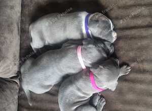 Stunning staffy girls